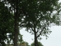 DSCF9215